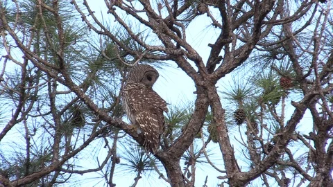 Owl In Pine Tree Video stock 104293279