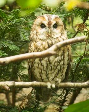 Owl on a pine tree Stock Photos