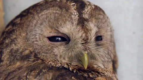 Owl portrait. Close-up Stock Footage 158606324