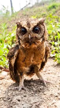 Owl portrait front Stock-Fotos