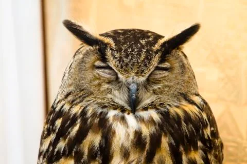 Owl portrait Stock Photos