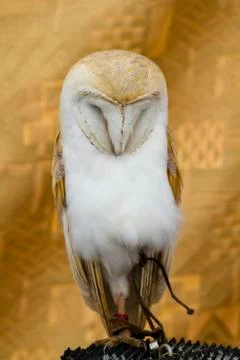 Owl portrait Stock Photos