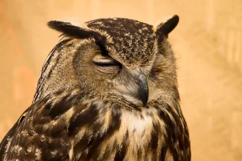 Owl portrait Stock Photos