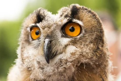 Owl portrait Stock Photos