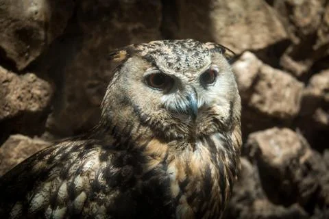 Owl Portrait Stock Photos
