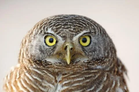 Owl portrait Stock Photos