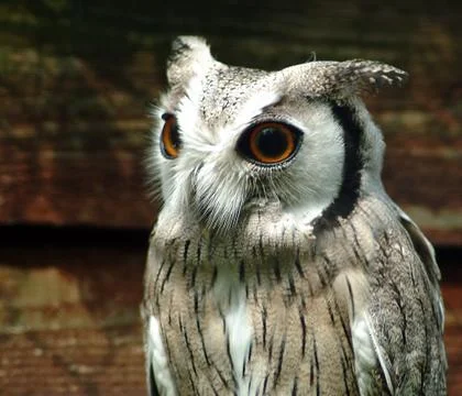 Owl portrait Stock Photos
