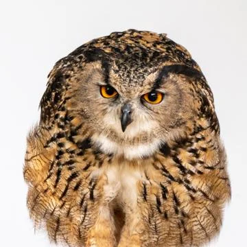 Owl portrait Stock Photos