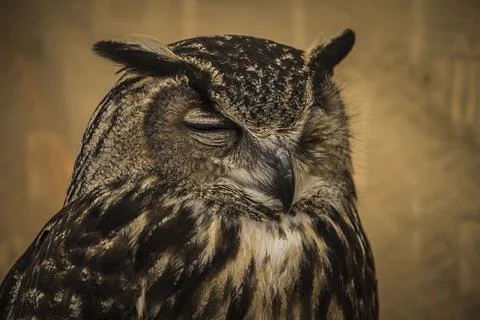 Owl portrait Foto stock