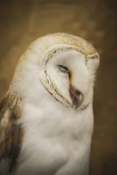 Owl portrait Stock Photos