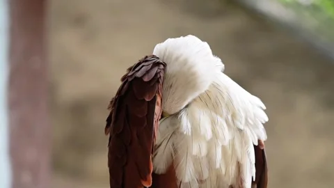 Owl Preening Behavior in Wildlife during the Day 4K Vídeo Stock 335737842