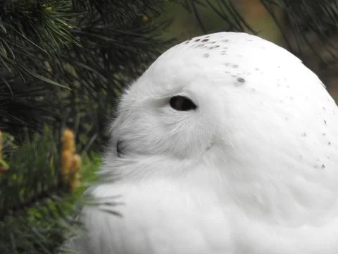 Owl profil Stock Photos
