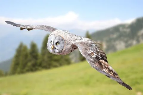 Owl raptor Stock Photos