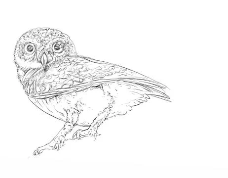 A owl, realistic animals Stock Illustration