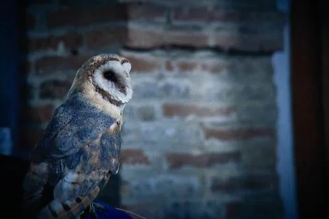Owl with red brick background Stock Photos