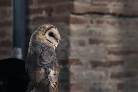 Owl with red brick background Photos