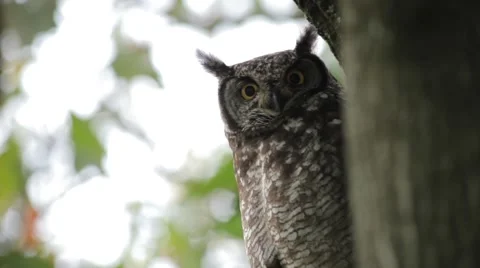 Owl at Rest Turns to Face Camera Stock Footage 52138090