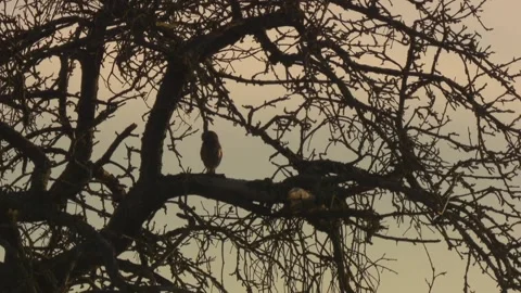 Owl Resting on a Branch in Evening Light Stock Footage 313952089