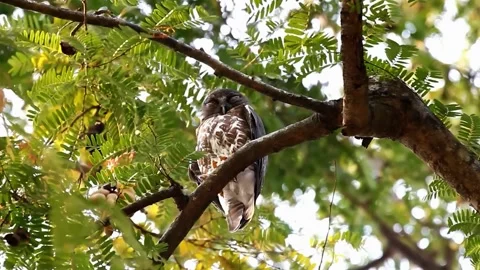 Owl Resting on Tree Stock Footage 323143537