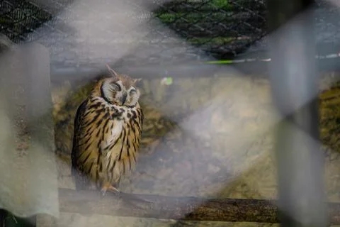 Owl resting in a tree inside a cage at a zoo in the mountains Stock Photos