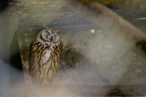 Owl resting in a tree inside a cage at a zoo in the mountains Stock Photos