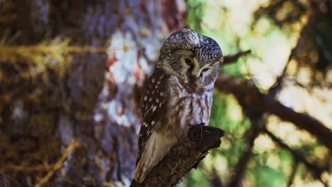 An owl rests quietly among tree branches in a dense forest Stock Footage 342736087