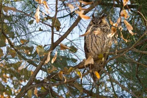 Owl rests on the tree Stock Photos