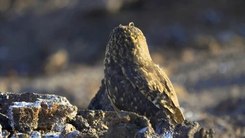 Owl on the rocks in the Galapagos Stock Footage 94201627