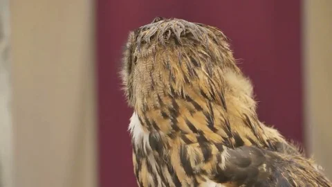 Owl Rotates and Look Stock Footage 69270855