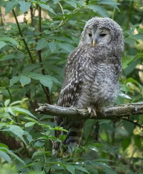 Owl sat in a tree Stock Photos