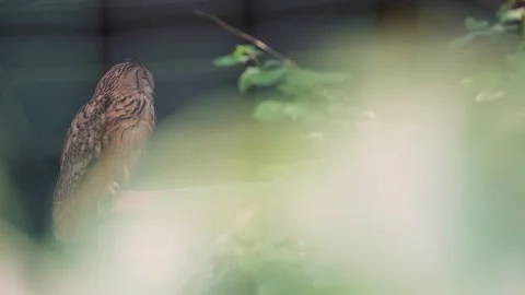 Owl seen from the back, sitting on a specially made stand in an aviary. A Stock Footage 293299021
