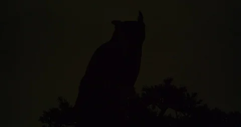 An owl seen at night in Griffith Park, Los Angeles Stock Footage 115944530