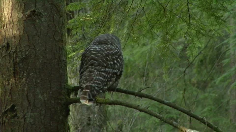 Owl Sees Something Vidéo 488593