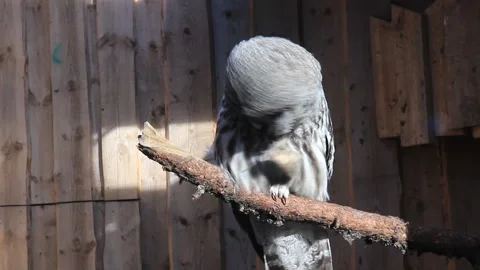 Owl shake his head Video stock 234598353