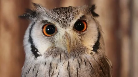 Owl with sharp eyes Stock Footage 220061174