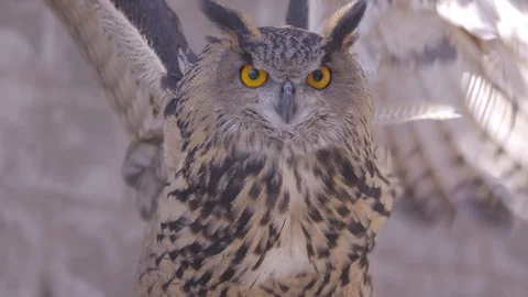Owl showing wings 스톡 동영상 92022617