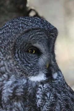 Owl Side Profile Stock Photos