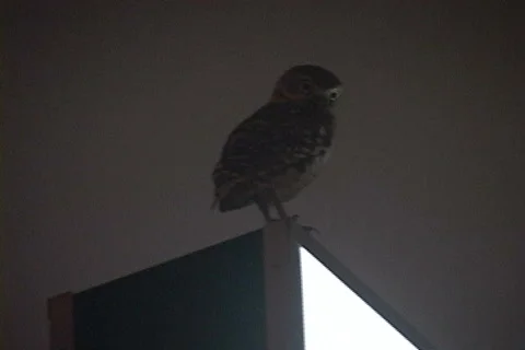 Owl-On-Sign 스톡 동영상 633664