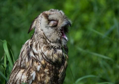 Owl sings Stock Photos