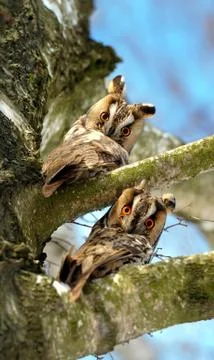 Owl sit in a tree and looking on the the camera Stock Photos