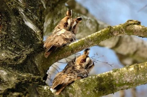 Owl sit in a tree and looking on the the camera 写真素材