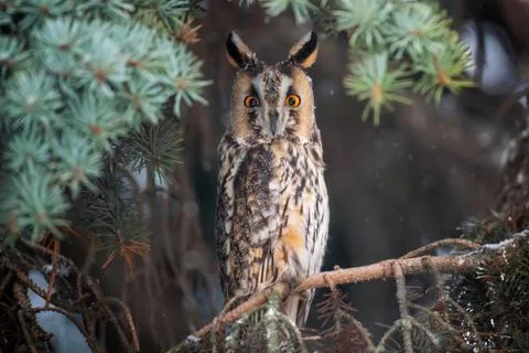 Owl sit in a tree and looking on the the camera Stock-Fotos