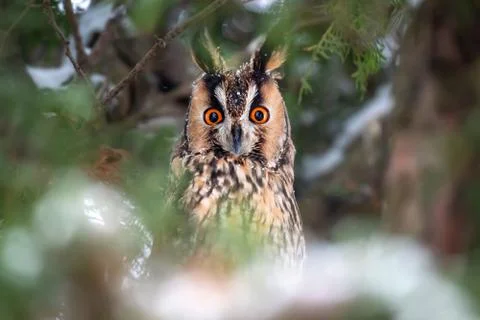 Owl sit in a tree and looking on the the camera Foto stock