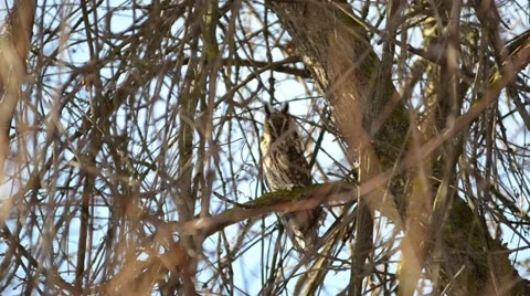 Owl sits among the branches on a tree. Video stock 46964504