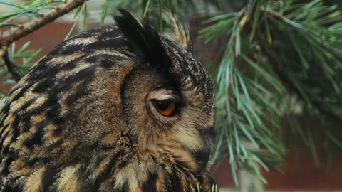 Owl sits among pine branches and turns its head towards the camera in a calm  Stock Footage 295992640