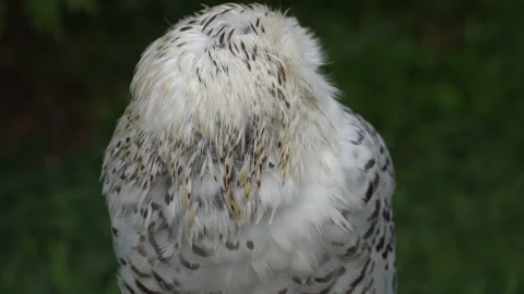 Owl sits on a branch in the shade of a tree Stock-Footage 138315550