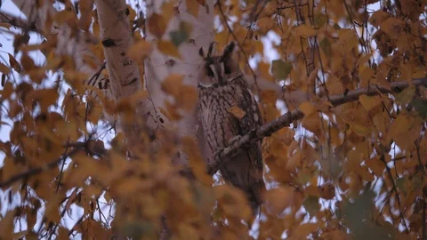 An owl sits on the branches of a birch tree. Autumn Stock-Footage 118713074