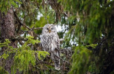 An owl sits on the branches of a fir tree. Ural owl, Strix uralensis Stock Photos