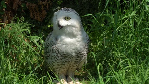 Owl sits in the bush Vídeo Stock 133193412