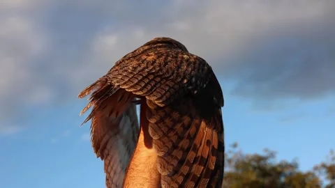 An owl sits on a hand Stock Footage 286995681